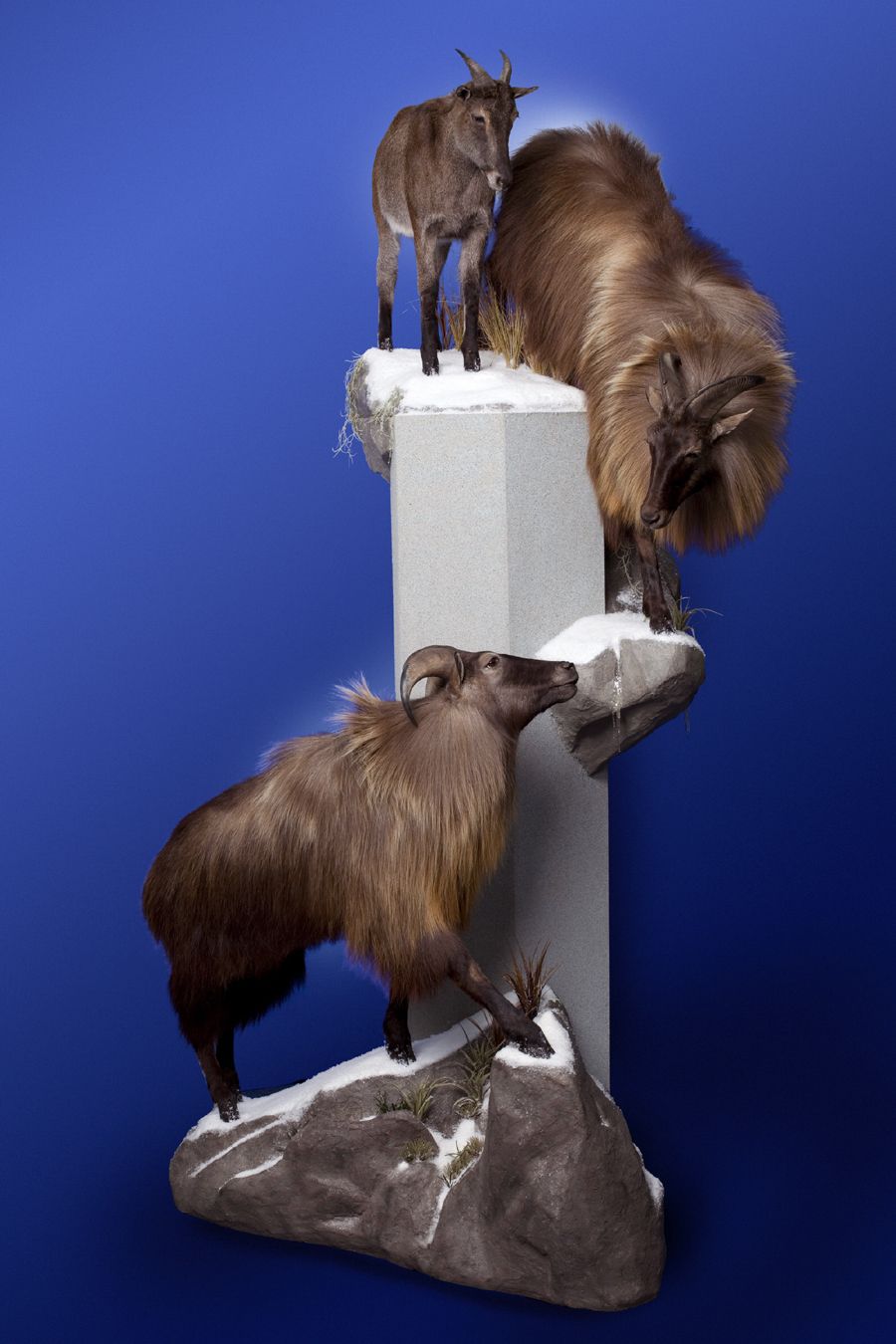 Tahr Trio