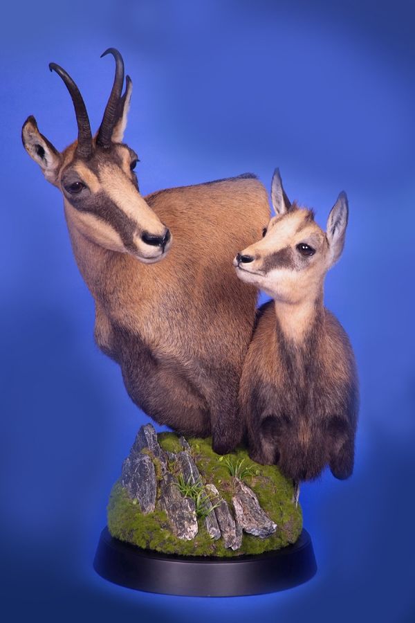 Chamois 3