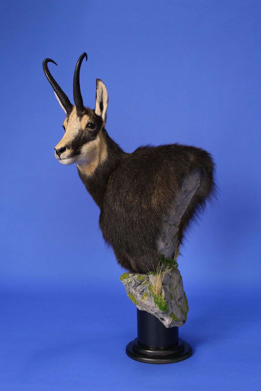 Vern Pearson Chamois