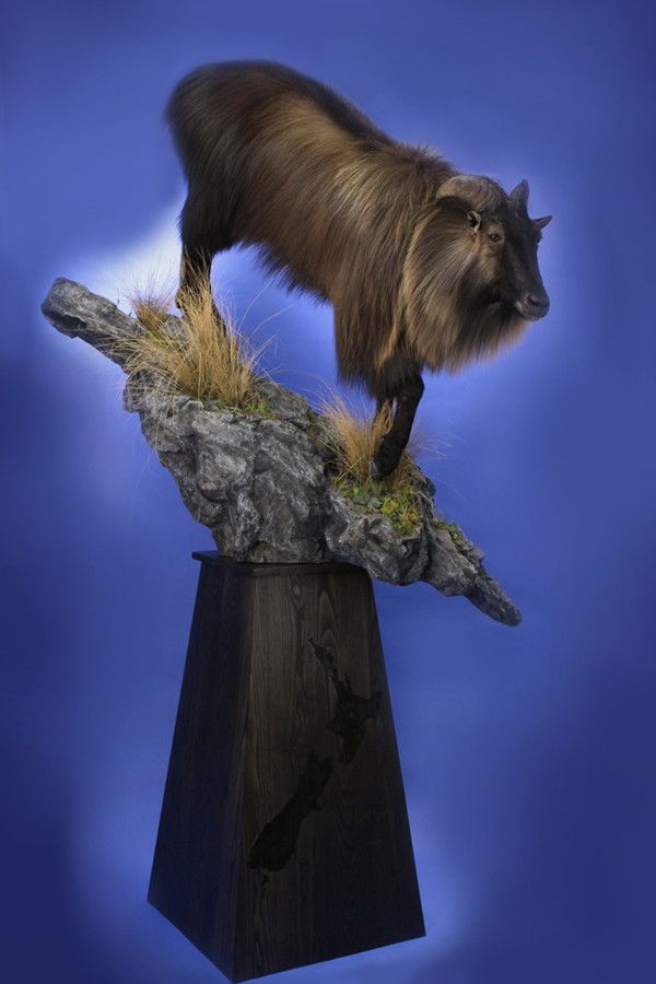 Tahr 600 X 900 Rotated