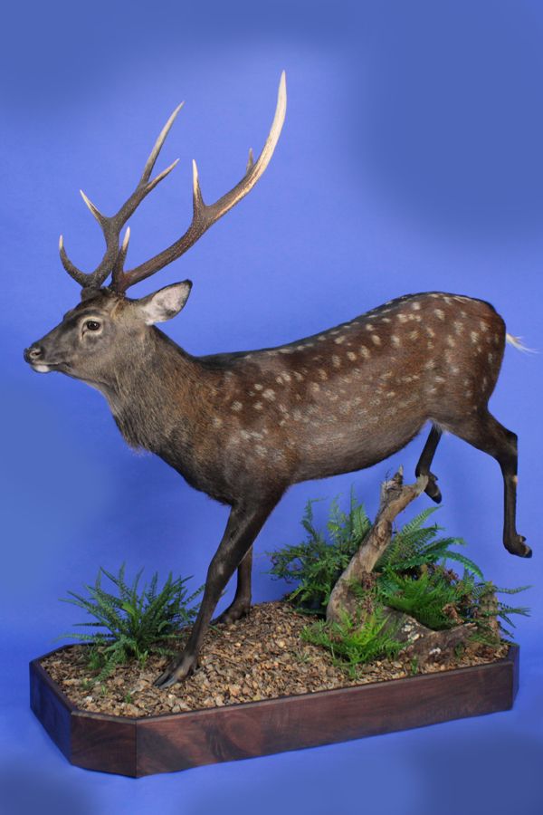 Sika 7