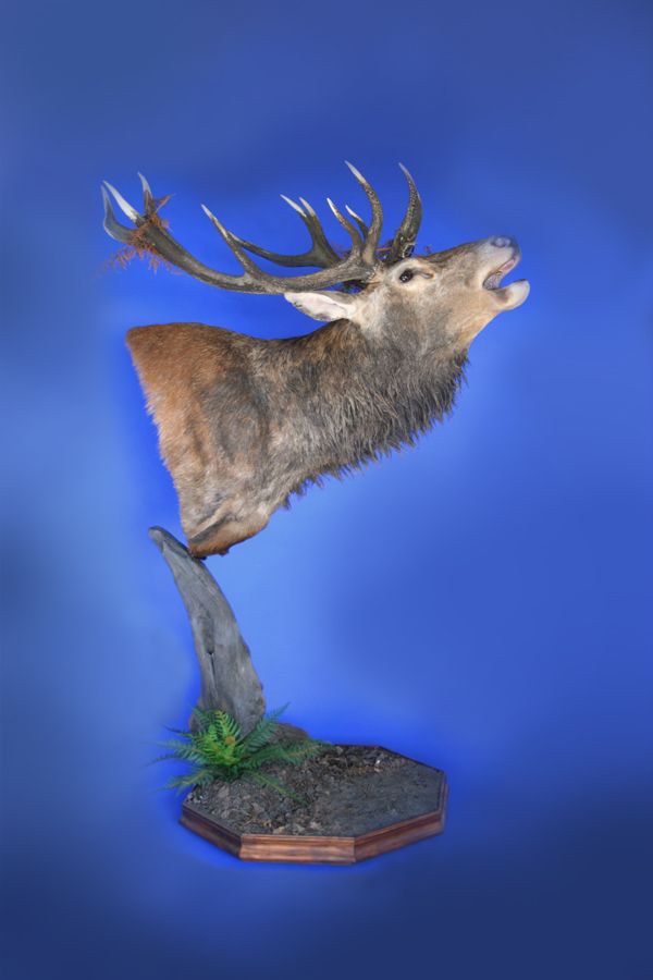 Red Deer 2 Copy