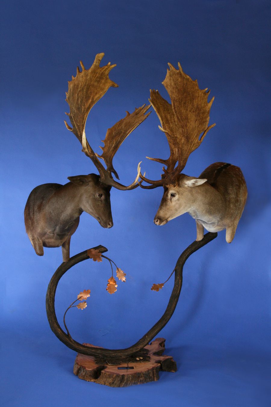 Fallow Duo