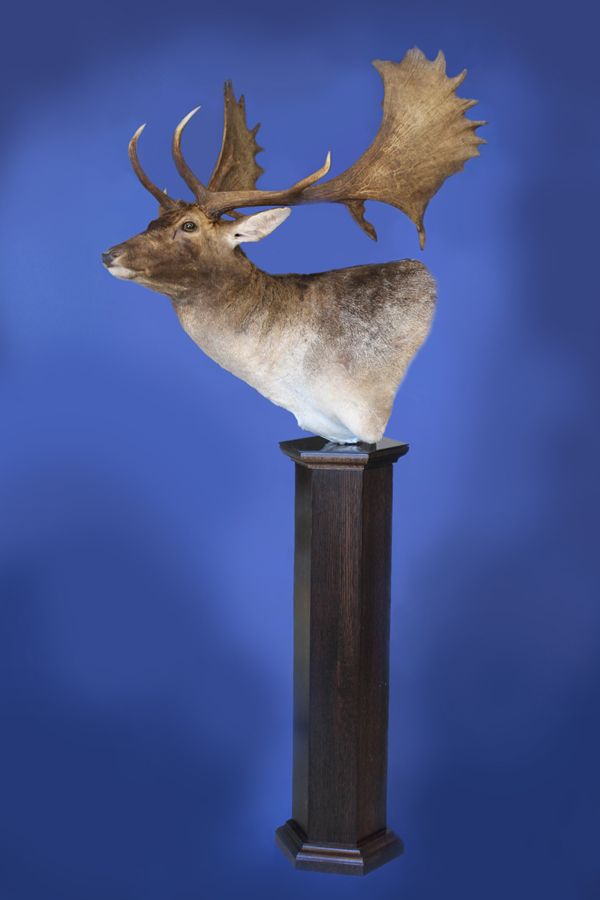 Fallow Buck