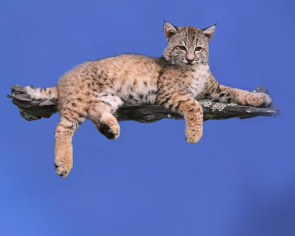 Bobcat