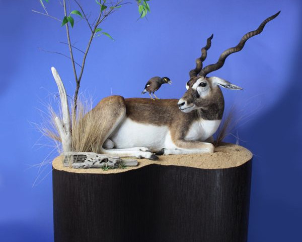 Blackbuck