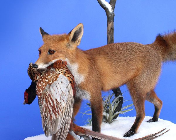 Fox With Pheasant