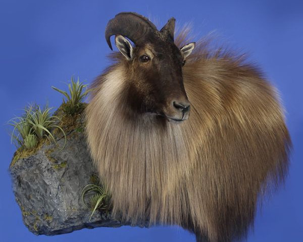 Tahr