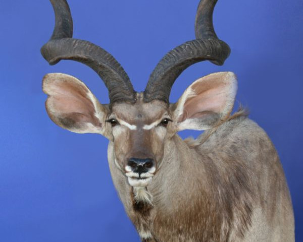 Kudu